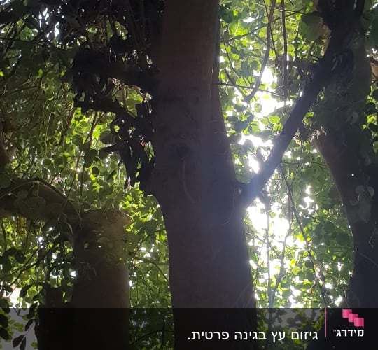 Tree branches and leaves with sunlight filtering through